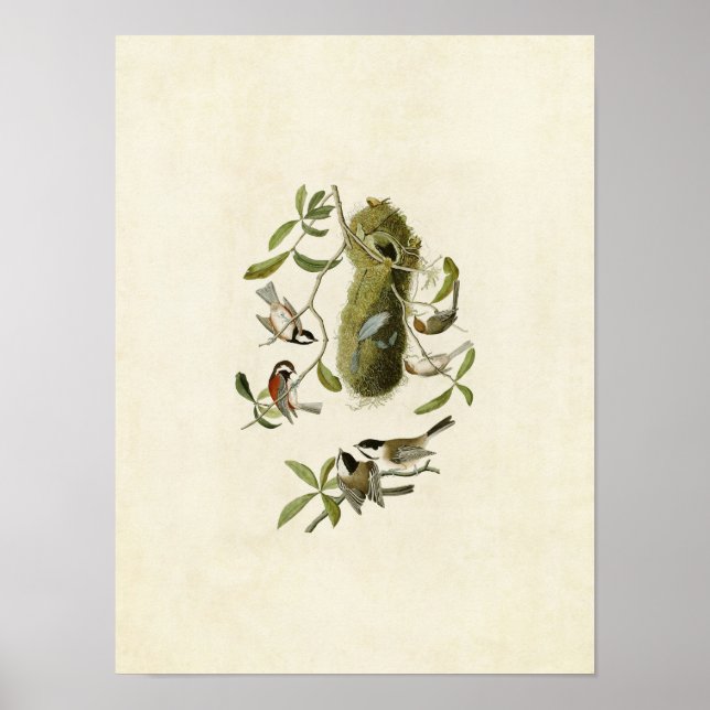 Póster Placa 353 | Ratón Titmouse con respaldo de castaño (Frente)