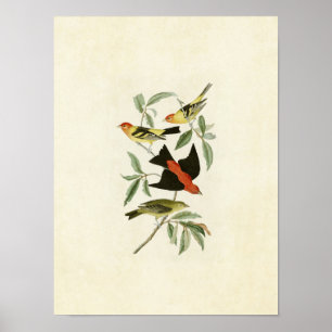 Póster Placa 354 Louisiana y Scarlet Tanagers