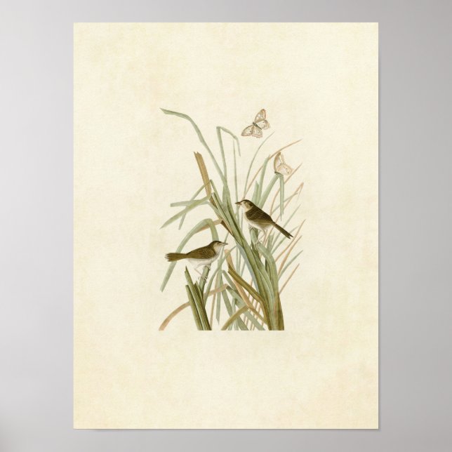 Póster Placa 355 | MacGillivray's Finch (Frente)
