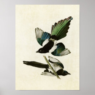 Póster Placa 357 Magpie americano Aves de América