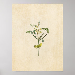 Póster Placa 35   Warbler infantil   Aves de América