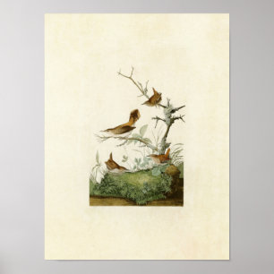 Póster Placa 360 Wrens de invierno y rock