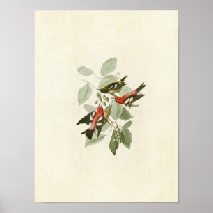 Póster Placa 364 Crossbill blanco