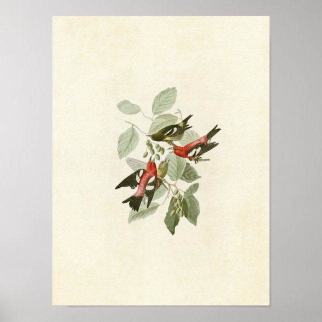 Póster Placa 364 | Crossbill blanco (Frente)