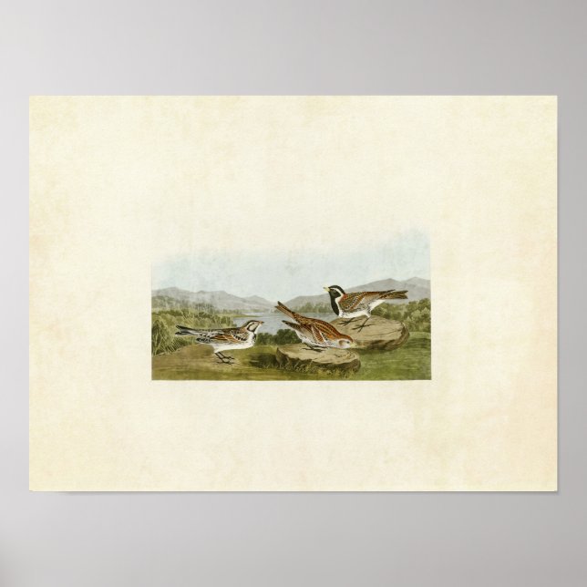 Póster Placa 365 | Laponia Longspur | Aves de América (Frente)