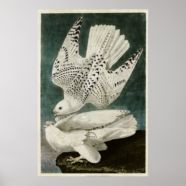 Póster Placa 366 | Islandia o Halcón Jer (Frente)