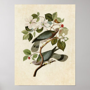 Póster Placa 367   Paloma de cirujano con cola de banda  