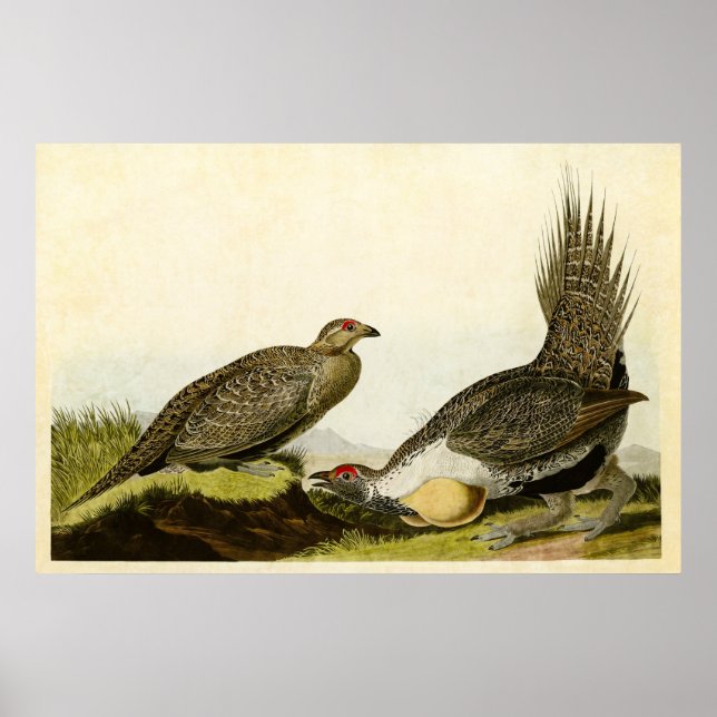 Póster Placa 371 | Porche de las llanuras | Aves de Améri (Frente)