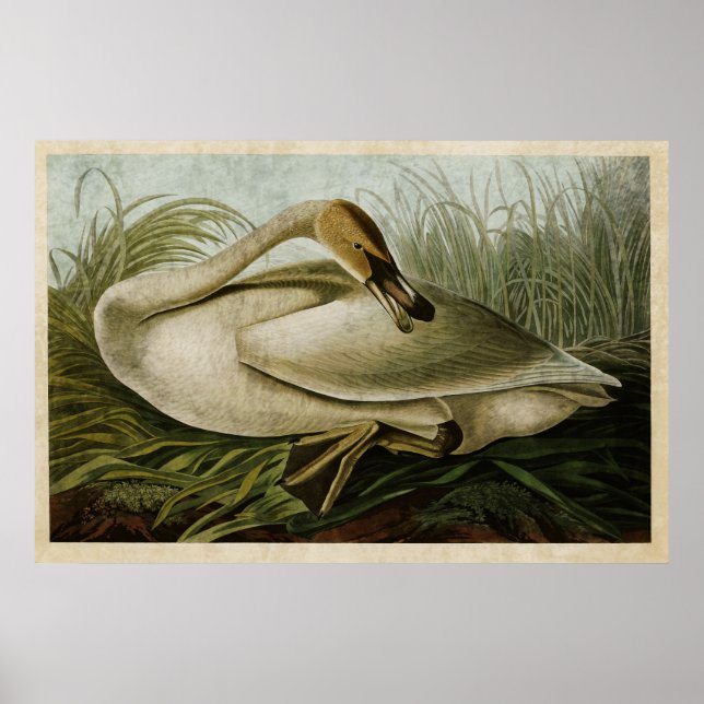 Póster Placa 376 | Trumpeter Swan | Aves de América (Frente)