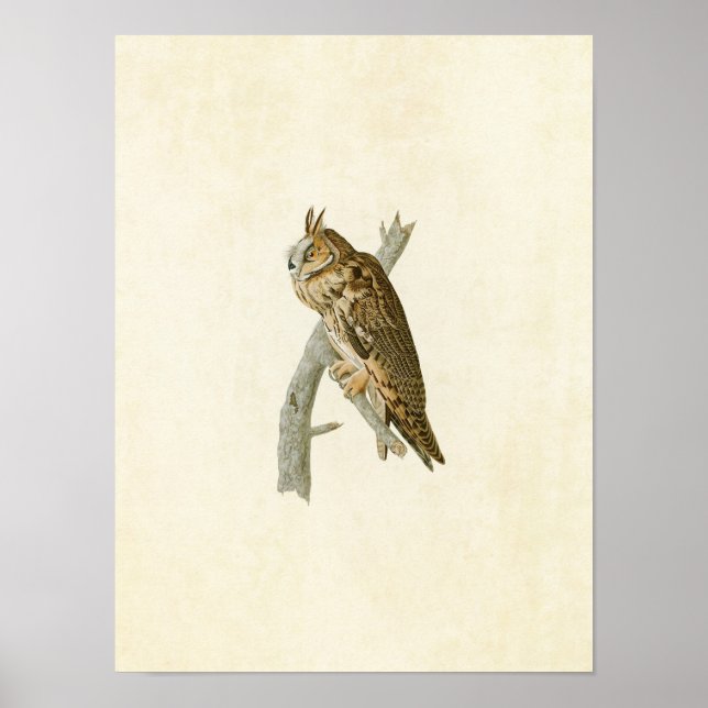 Póster Placa 383 | Lechuza de larga trayectoria | Aves de (Frente)