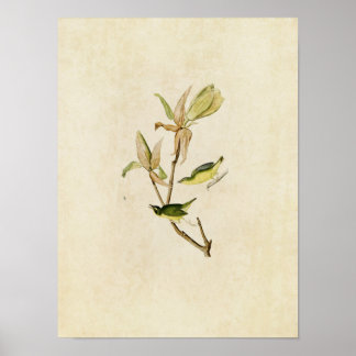 Póster Placa 38 | Kentucky Warbler | Aves de América