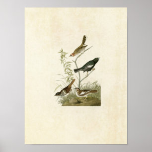 Póster Placa 390 Lark Finch, Prairie Finch & Sparrow