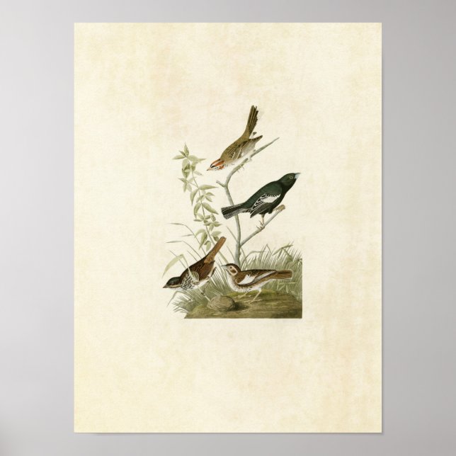Póster Placa 390 | Lark Finch, Prairie Finch & Sparrow (Frente)