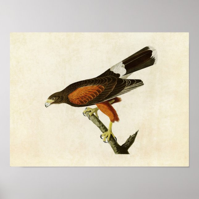 Póster Placa 392 | Louisiana Hawk | Aves de América (Frente)