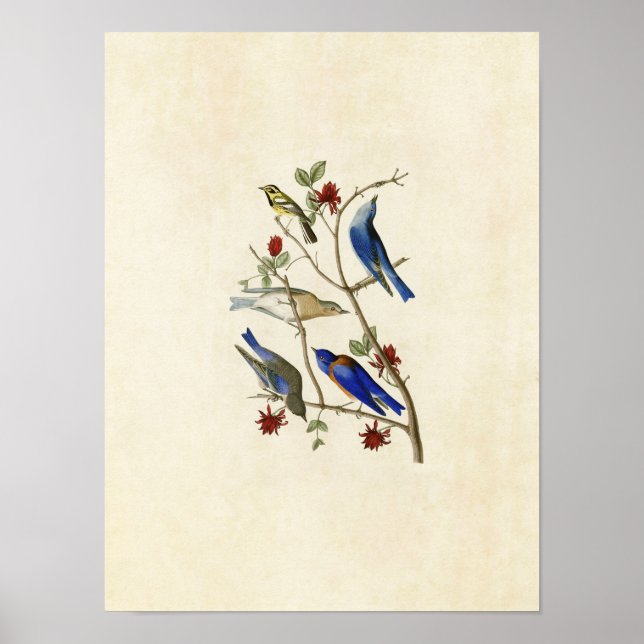 Póster Placa 393 | Townsend's Warbler & Bluebirds (Frente)