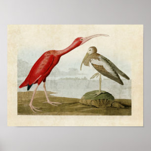 Póster Placa 397 Ibis Scarlet Aves de América