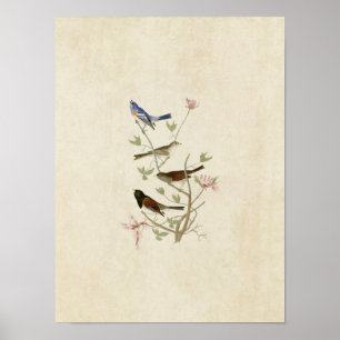 Póster Placa 398 Lazuli Finch & Oregon Snow Finch