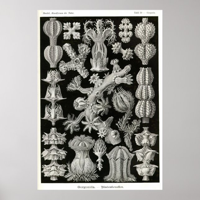 Póster Placa 39 Gorgonia (Frente)