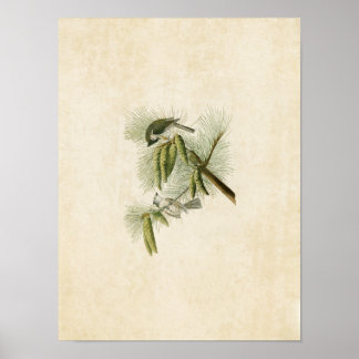 Póster Placa 39 | Totimouse en reposo | Aves de América