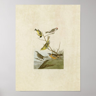 Póster Placa 400 Siskin, Redpoll, Tanager y Finch