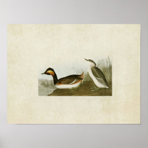 Póster Placa 404   Eared Grebe   Aves de América