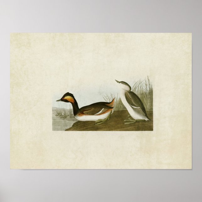Póster Placa 404 | Eared Grebe | Aves de América (Frente)