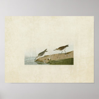 Póster Placa 405 | Sandpiper semipalmario