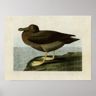 Póster Placa 407 | Dusky Albatros | Aves de América