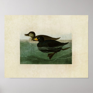 Póster Placa 408   Pato Scoter Americano