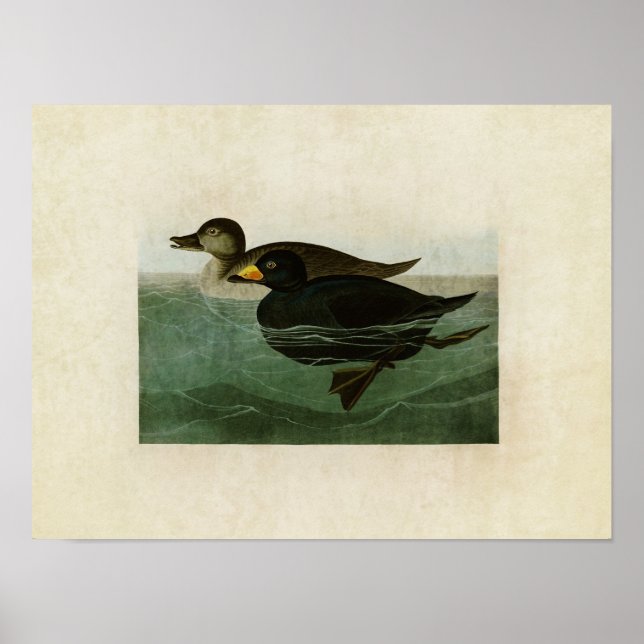 Póster Placa 408 | Pato Scoter Americano (Frente)