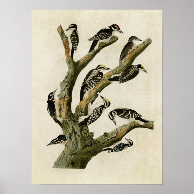 Póster placa 417 | Carpinteros variados (Frente)