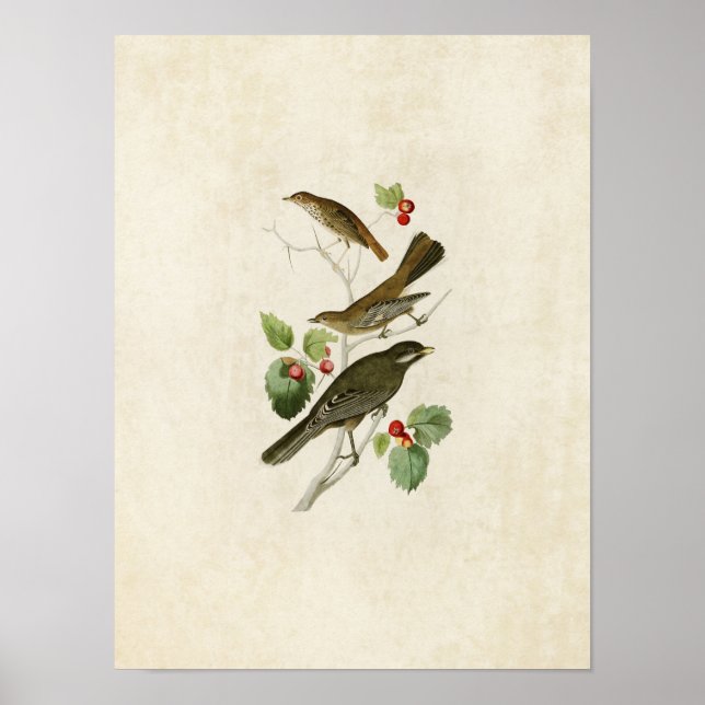 Póster Placa 419 | Thrush, Townsend y Jay (Frente)