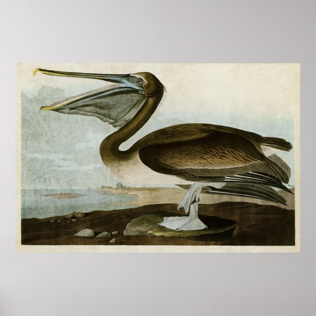 Póster Placa 421 | Brown Pelican | Aves de América (Frente)