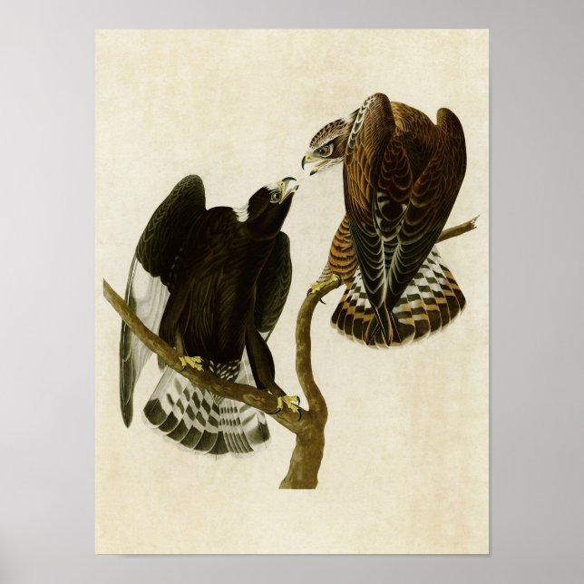 Póster Placa 422 | Halcón de piernas duras | Aves de Amér (Frente)