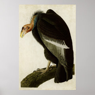 Póster Placa 426 Vultura californiana Aves de América