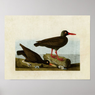 Póster Placa 427 Oystercatchers variados