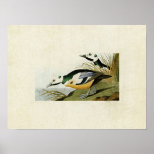 Póster Placa 429   Pato occidental   Aves de América