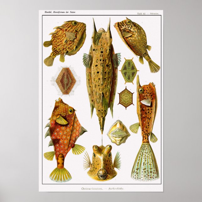 Póster Placa 42. Ostraciontes. (Frente)