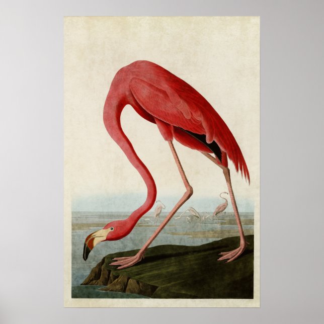 Póster Placa 431 | Flamingo americano | Aves de América (Frente)