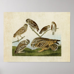 Póster Placa 432   Lechuzas variadas   Aves de América