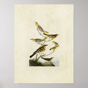 Póster Placa 433 Orioles, Goldfinch y Thrushes