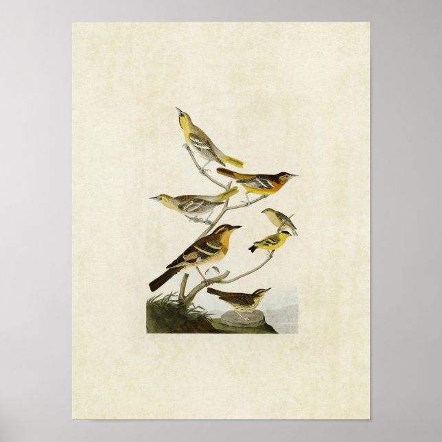 Póster Placa 433 | Orioles, Goldfinch y Thrushes (Frente)