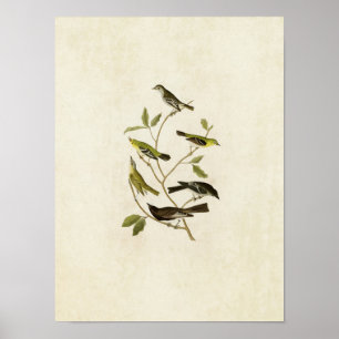 Póster Placa 434 Flycatchers, Warbler, Vireo y Pewee