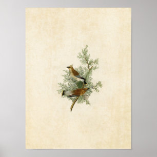 Póster Placa 43 Pájaro cedro Aves de América