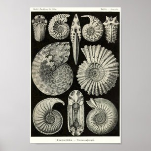 Póster Placa 44. Ammonitida.
