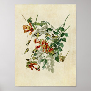 Póster Placa 47 Hummingbird con trompetas de rubí