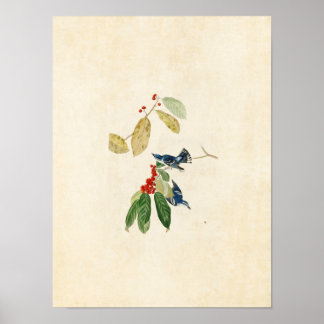 Póster Placa 48 | Azure Warbler | Aves de América