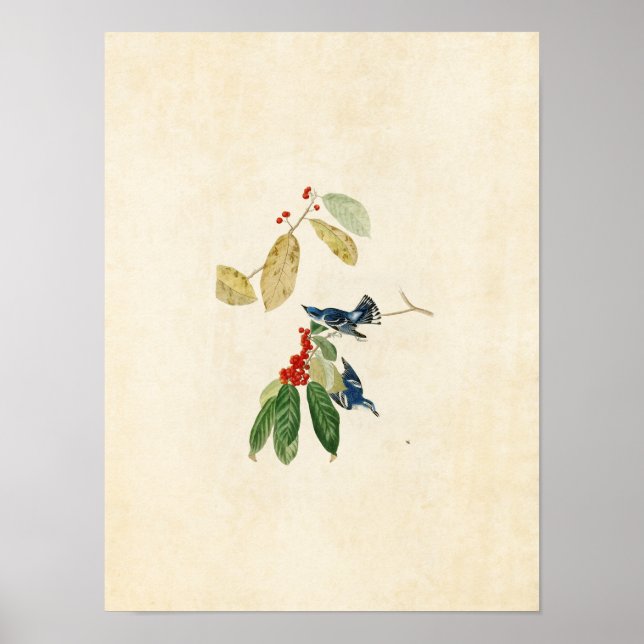 Póster Placa 48 | Azure Warbler | Aves de América (Frente)