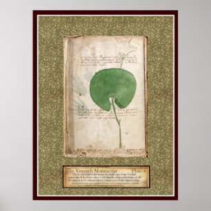 Póster Placa 4 de Voynich - ilustracion botánico