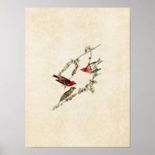 Póster Placa 4   Purple Finch   Aves de América